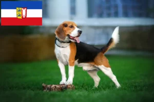 Read more about the article Beagle tenyésztők és kiskutyák Schleswig-Holstein tartományban