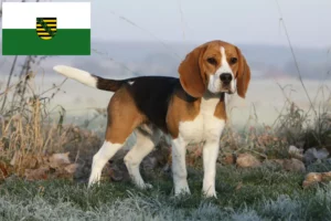 Read more about the article Beagle tenyésztők és kölykök Szászországban