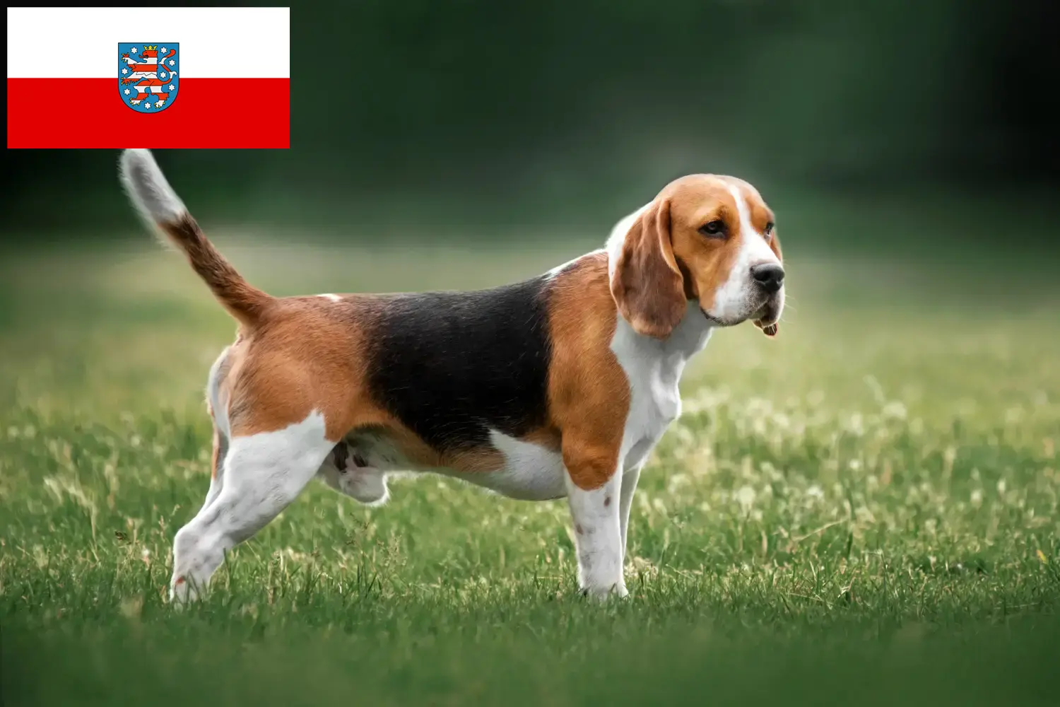 Read more about the article Beagle tenyésztők és kölykök Türingiában