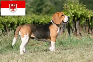 Read more about the article Beagle tenyésztők és kölykök Brandenburgban