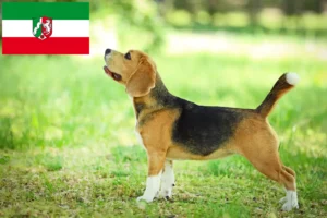 Read more about the article Beagle tenyésztők és kölyökkutyák Észak-Rajna-Vesztfália tartományban