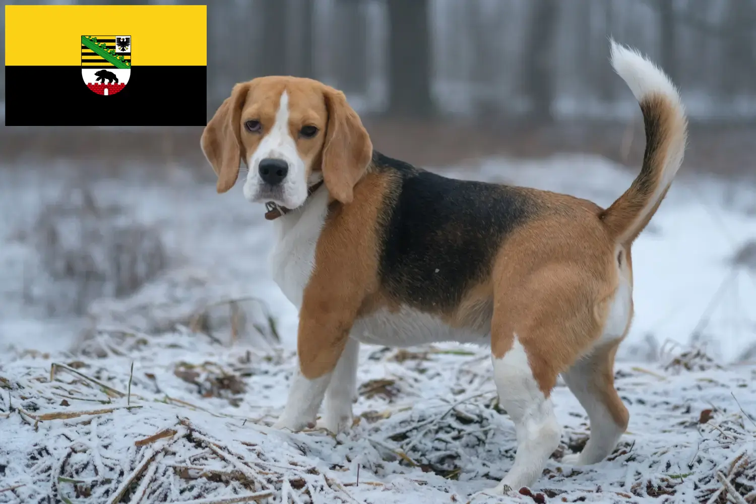 Read more about the article Beagle tenyésztők és kölykök Szász-Anhaltban