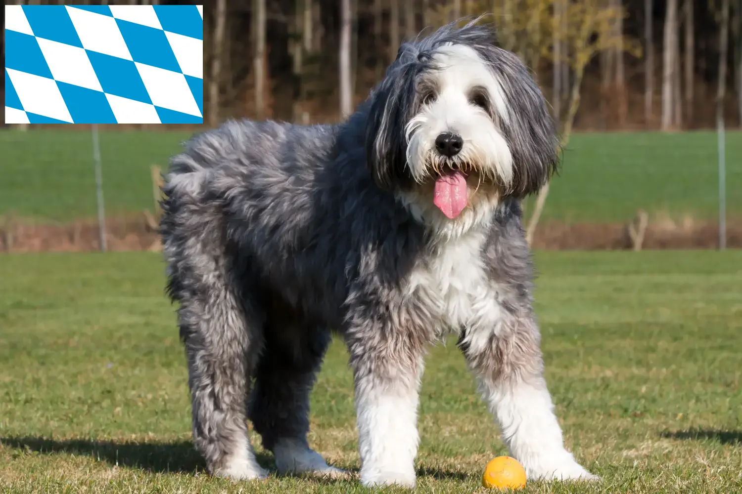 Read more about the article Bearded Collie tenyésztők és kölykök Bajorországban