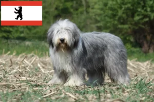 Read more about the article Bearded Collie tenyésztők és kölykök Berlinben