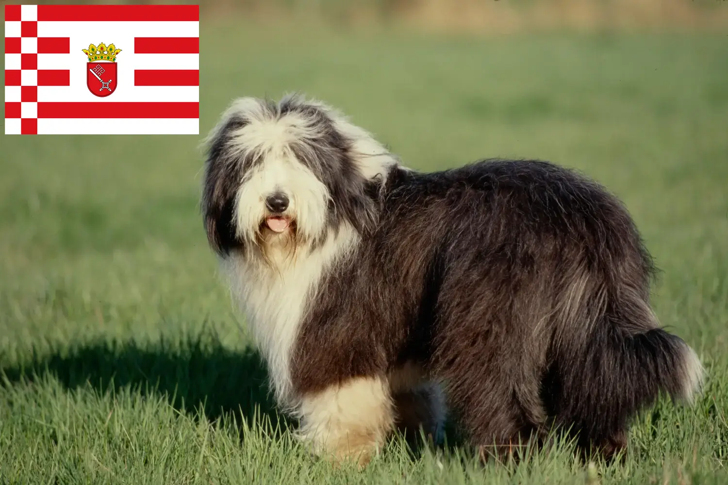 Read more about the article Bearded Collie tenyésztők és kölykök Brémában