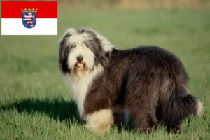 Read more about the article Bearded Collie tenyésztők és kölykök Hessenben