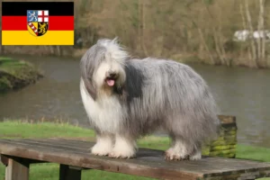 Read more about the article Bearded Collie tenyésztők és kölykök Saar-vidéken