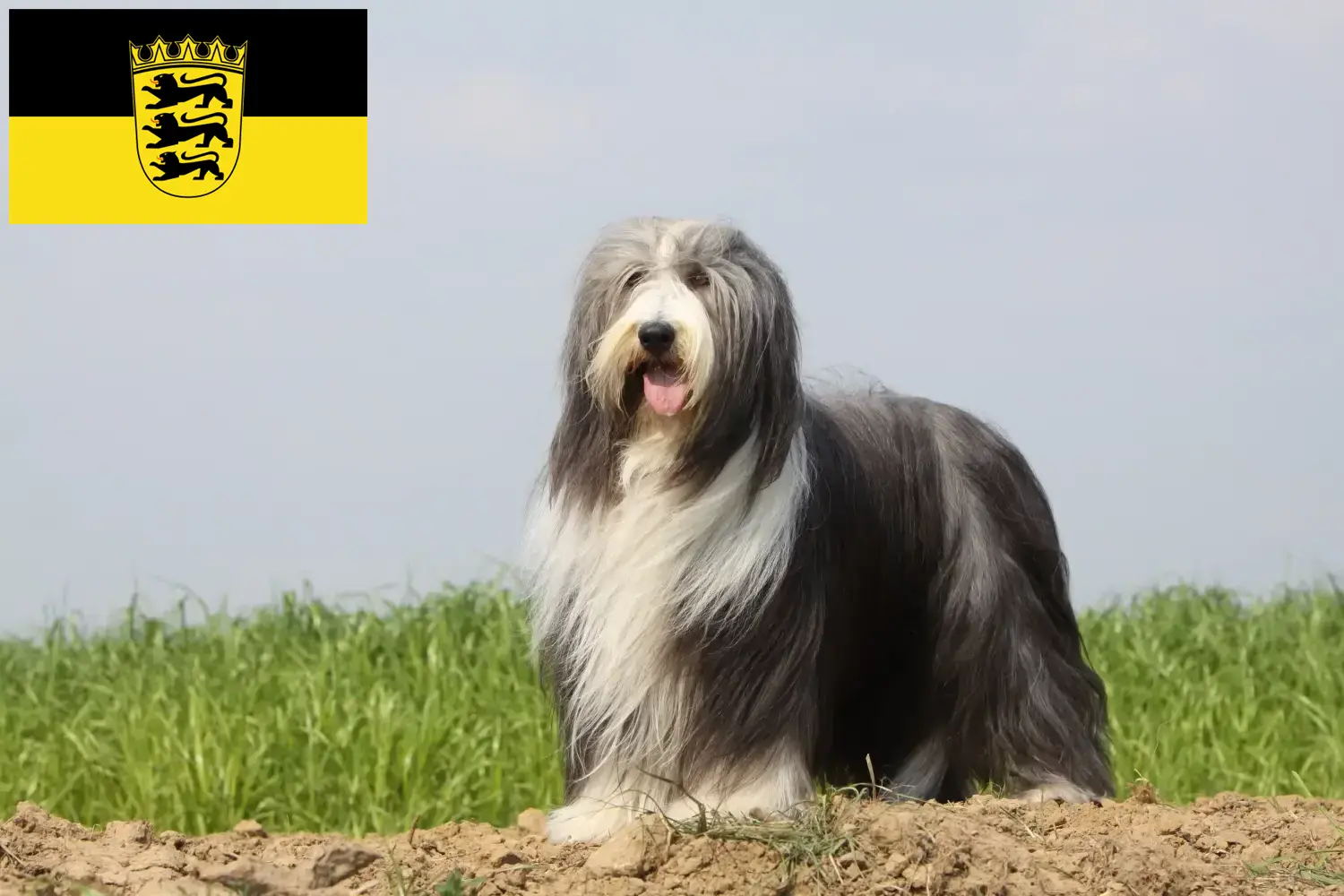 Read more about the article Bearded Collie tenyésztők és kölykök Baden-Württembergben