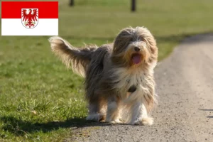 Read more about the article Bearded Collie tenyésztők és kölykök Brandenburgban