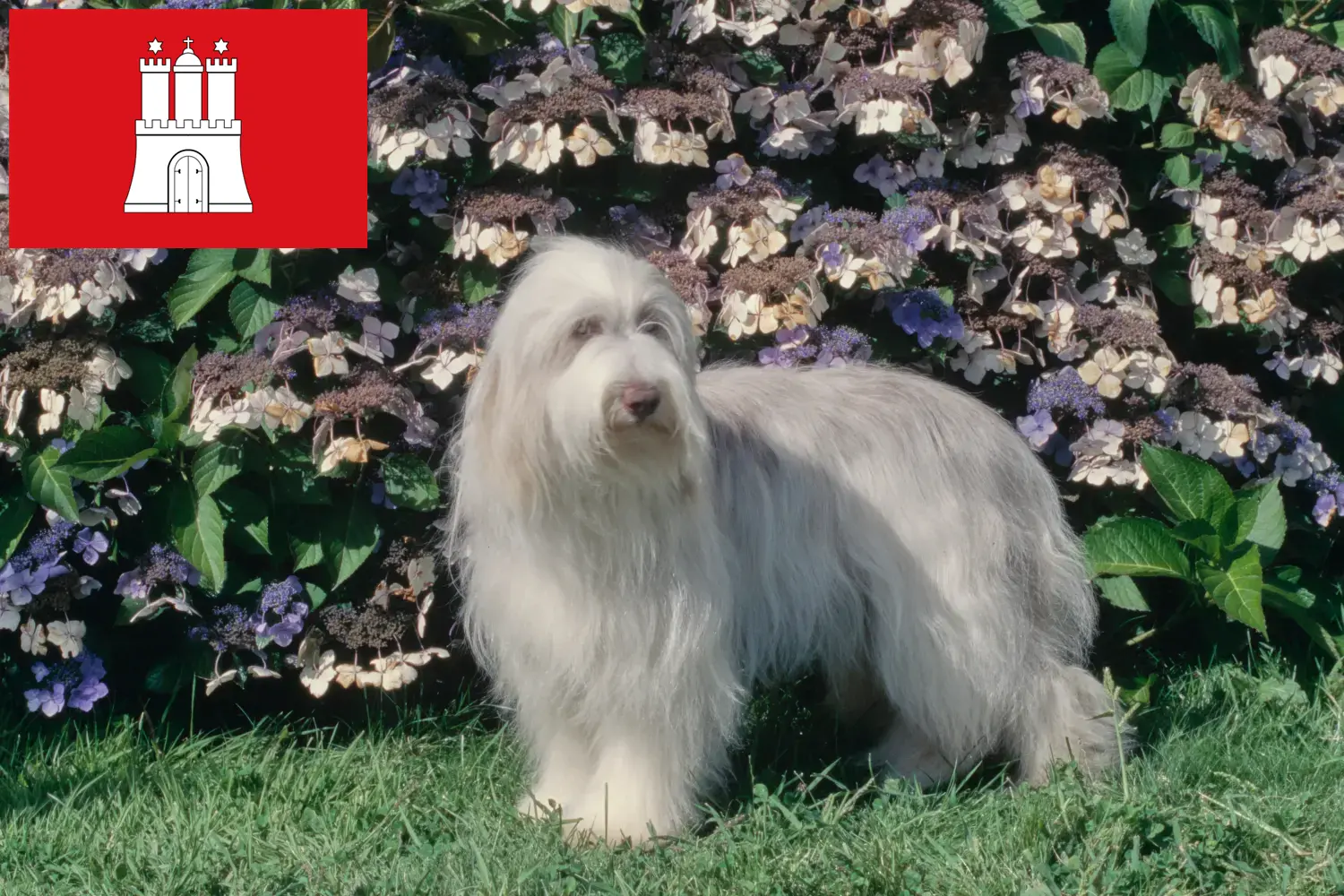 Read more about the article Bearded Collie tenyésztők és kölykök Hamburgban