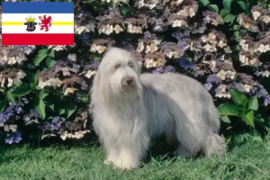 Read more about the article Bearded Collie tenyésztők és kölykök Mecklenburg-Vorpommernben