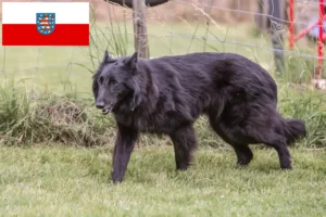 Read more about the article Belga juhászkutya tenyésztő és kölykök Türingiában