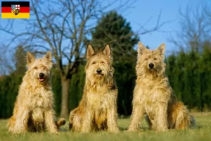 Read more about the article Berger de Picardie tenyésztők és kiskutyák Saarlandban