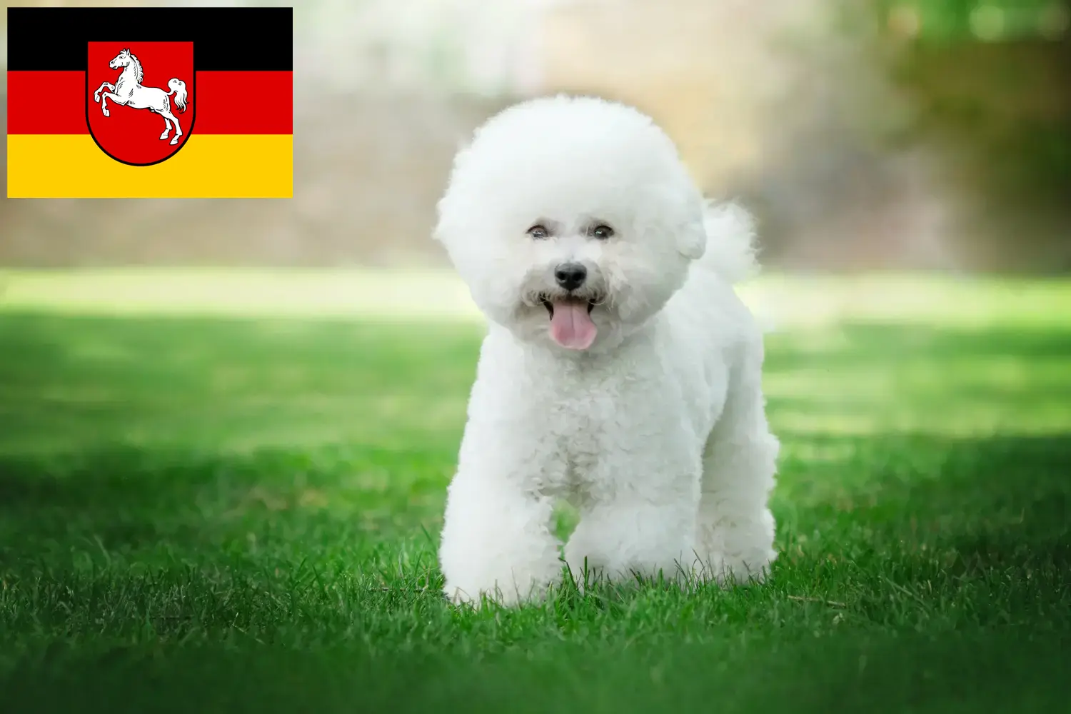 Read more about the article Bichon Frisé tenyésztők és kiskutyák Alsó-Szászországban