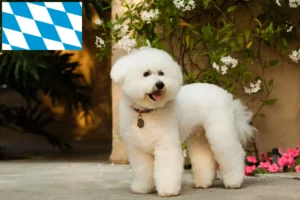 Read more about the article Bichon Frisé tenyésztők és kiskutyák Bajorországban