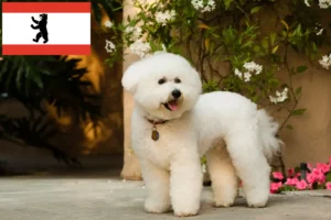 Read more about the article Bichon Frisé tenyésztők és kiskutyák Berlinben