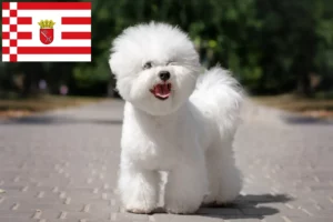 Read more about the article Bichon Frisé tenyésztők és kiskutyák Brémában