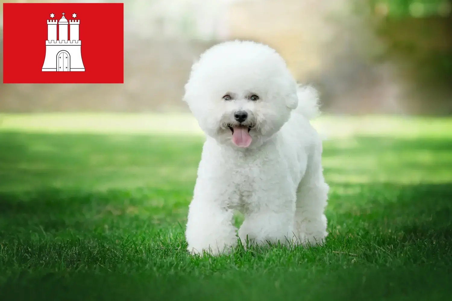 Read more about the article Bichon Frisé tenyésztők és kiskutyák Hamburgban