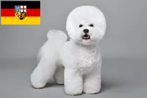 Read more about the article Bichon Frisé tenyésztők és kiskutyák Saar-vidéken