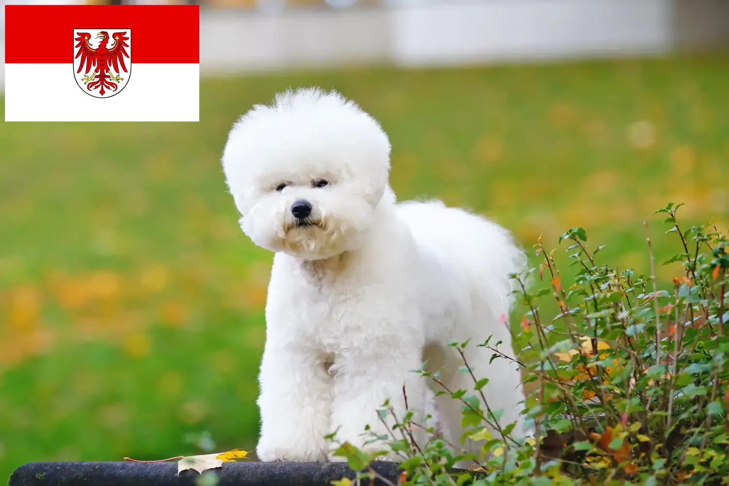 Read more about the article Bichon Frisé tenyésztők és kiskutyák Brandenburgban