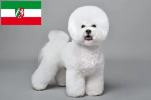 Read more about the article Bichon Frisé tenyésztők és kiskutyák Észak-Rajna-Vesztfália területén