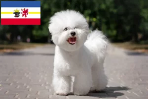 Read more about the article Bichon Frisé tenyésztők és kiskutyák Mecklenburg-Elő-Pomeránia tartományban