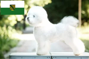 Read more about the article Bichon Frisé tenyésztők és kiskutyák Szászországban