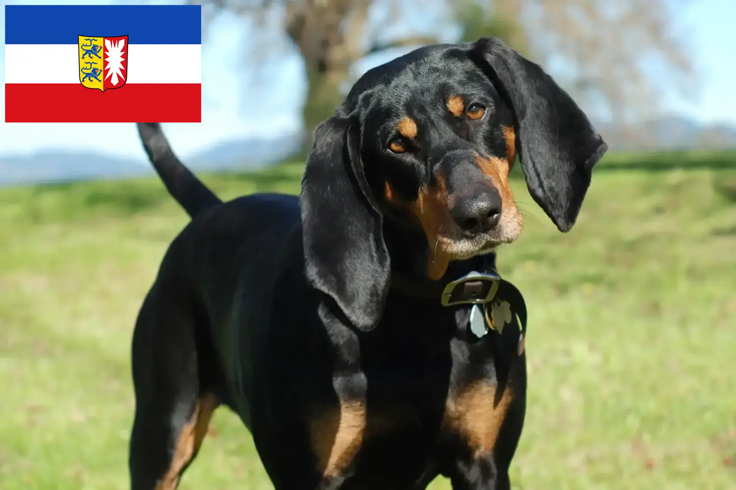 Read more about the article Black and Tan Coonhound tenyésztők és kölykök Schleswig-Holstein-ban