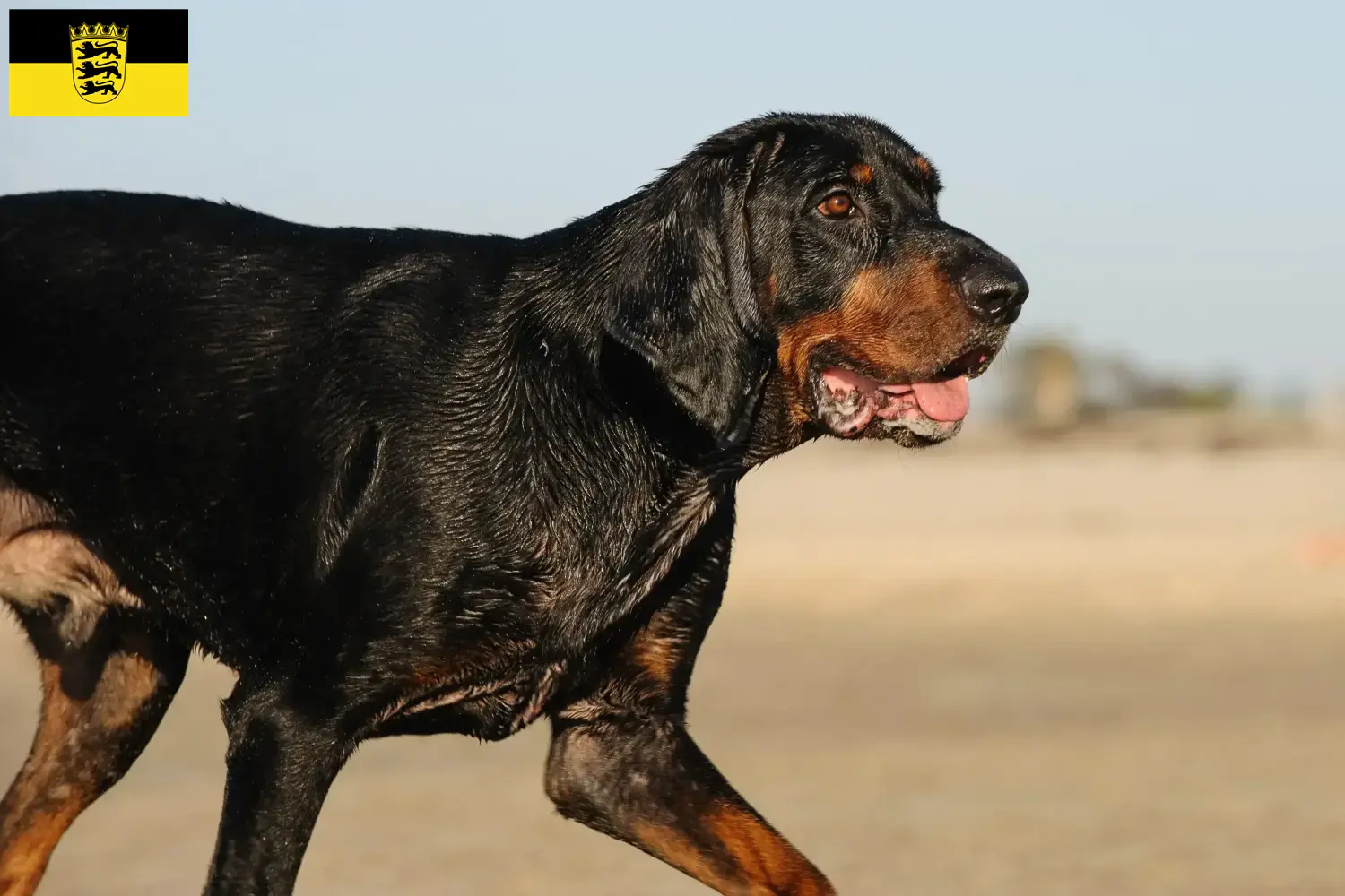 Read more about the article Black and Tan Coonhound tenyésztők és kölykök Baden-Württembergben