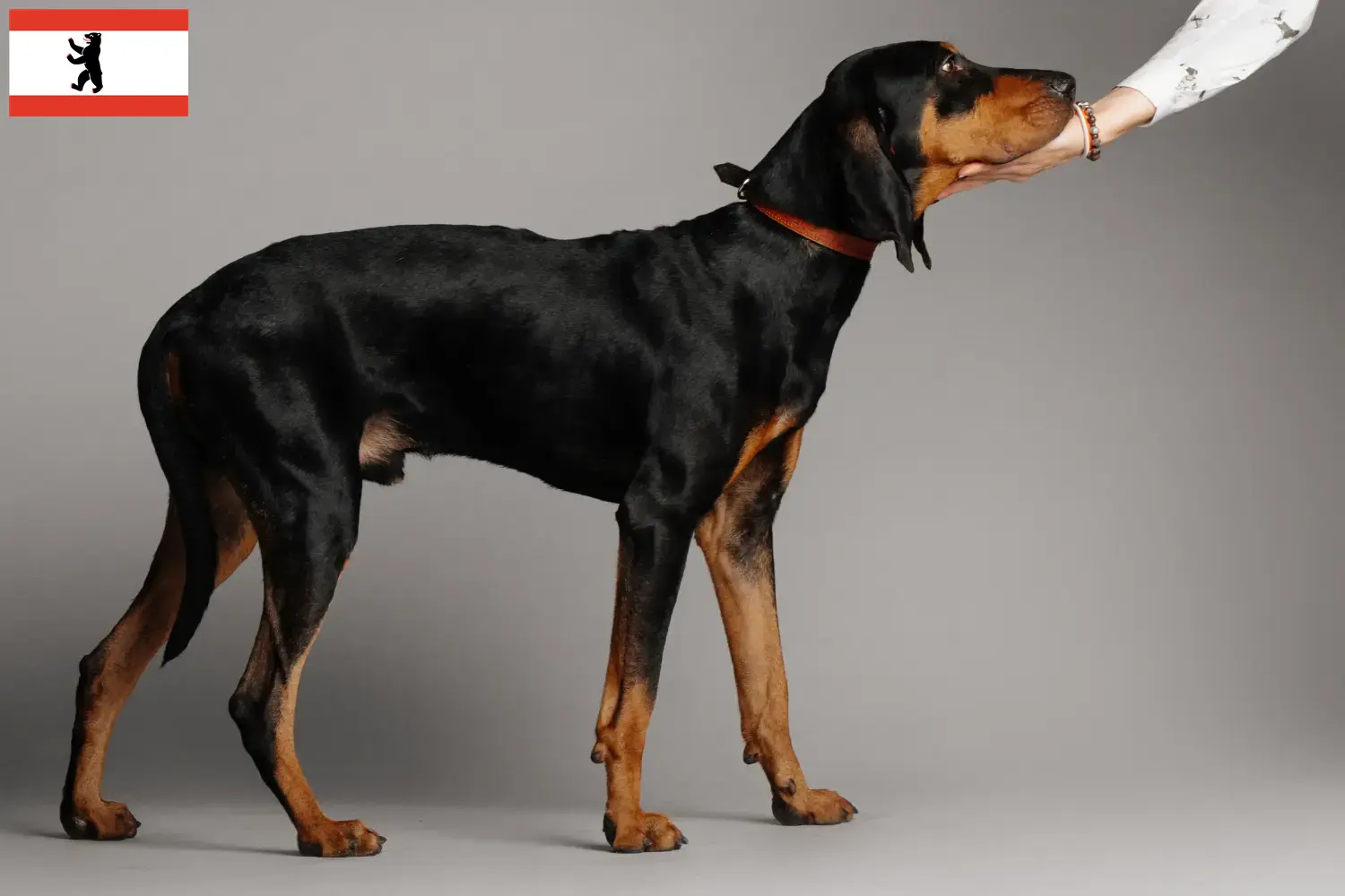 Read more about the article Black and Tan Coonhound tenyésztők és kölykök Berlinben