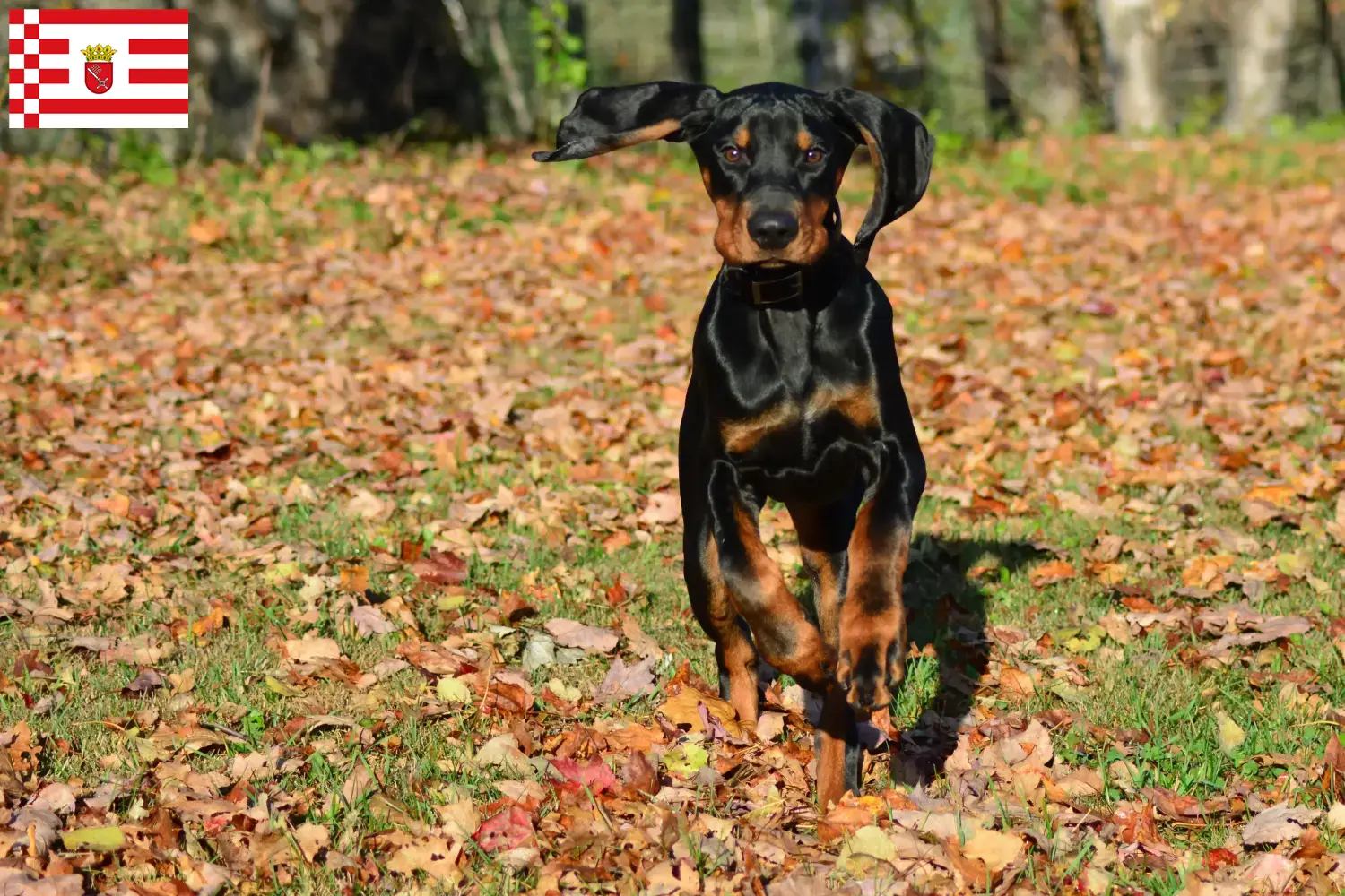 Read more about the article Black and Tan Coonhound tenyésztők és kölykök Brémában