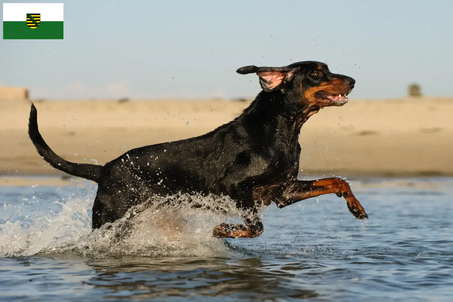 Read more about the article Black and Tan Coonhound tenyésztők és kölykök Szászországban