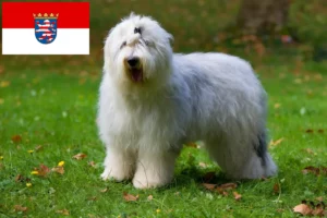 Read more about the article Bobtail tenyésztők és kiskutyák Hessenben