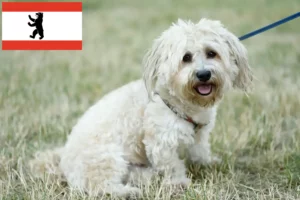 Read more about the article Bolognai tenyésztők és kiskutyák Berlinben