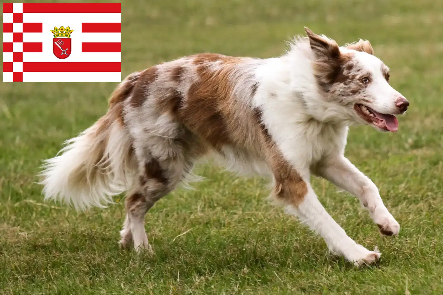 Read more about the article Border Collie tenyésztők és kölykök Brémában