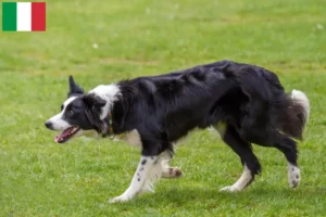 Read more about the article Border Collie tenyésztők és kölykök Olaszországban