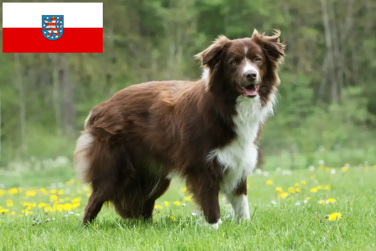 Read more about the article Border Collie tenyésztők és kölykök Türingiában