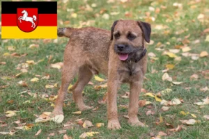 Read more about the article Borderterrier tenyésztők és kölykök Alsó-Szászországban