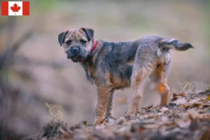 Read more about the article Borderterrier tenyésztők és kölykök Kanadában