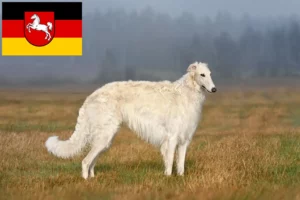 Read more about the article Borzoi tenyésztők és kölykök Alsó-Szászországban