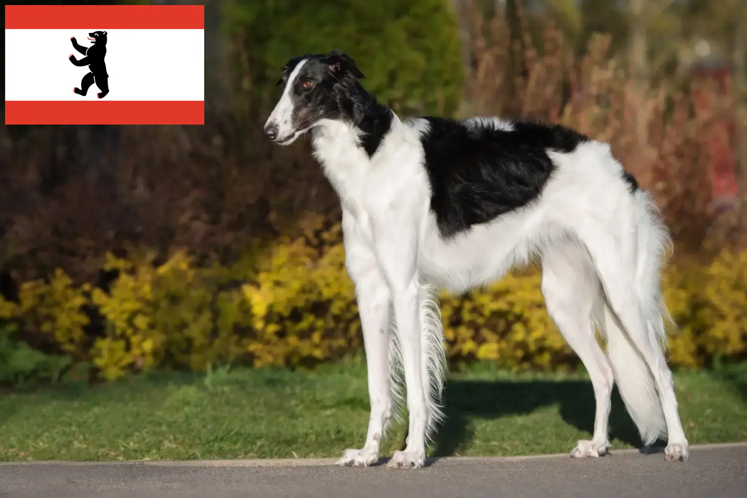 Read more about the article Borzoi tenyésztők és kölykök Berlinben