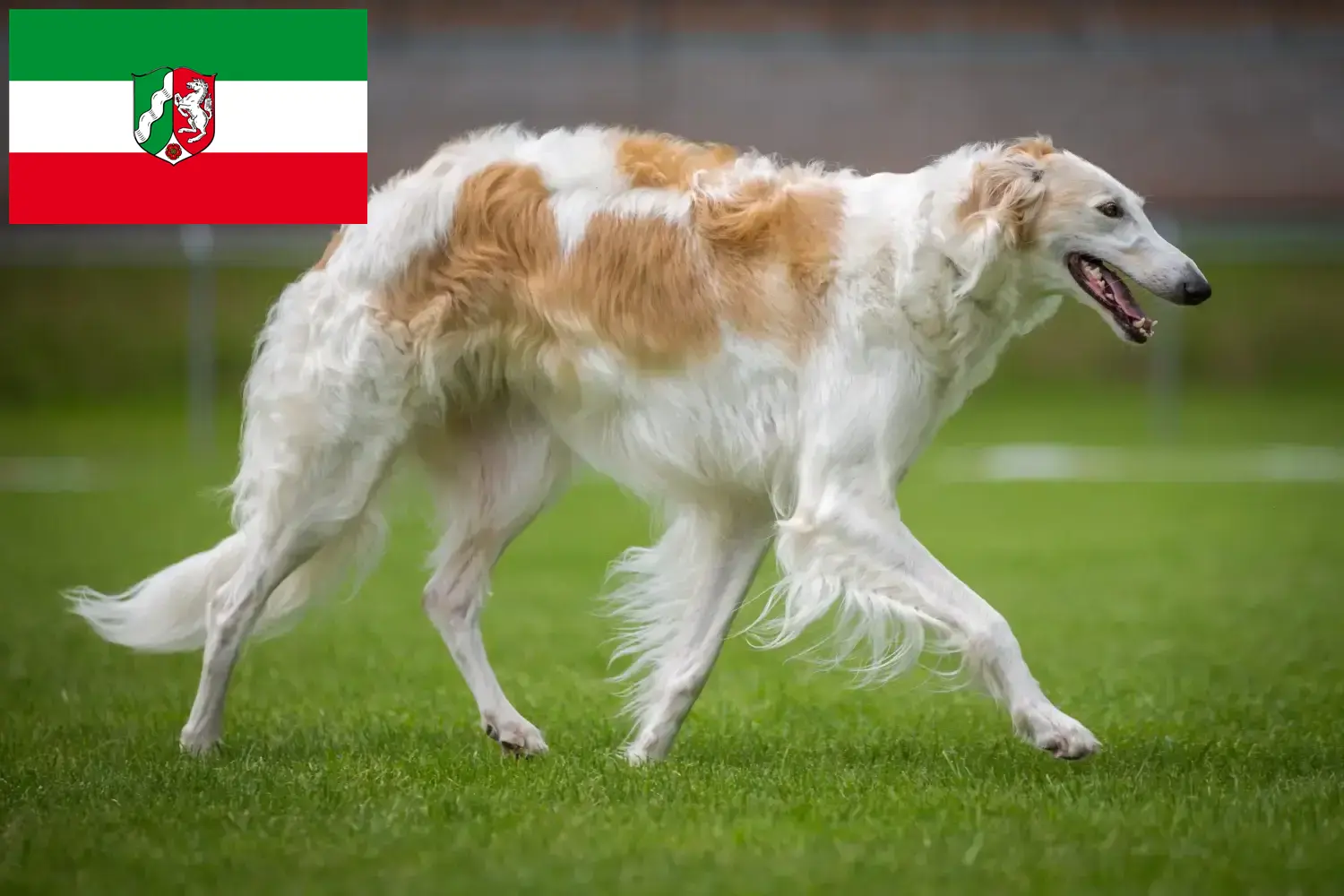 Read more about the article Borzoi tenyésztők és kiskutyák Észak-Rajna-Vesztfália területén