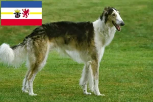 Read more about the article Borzoi tenyésztők és kölykök Mecklenburg-Elő-Pomeránia tartományban