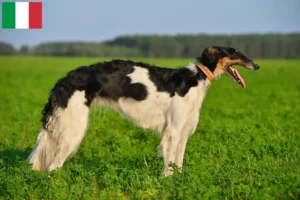 Read more about the article Borzoi tenyésztők és kölykök Olaszországban