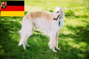 Read more about the article Borzoi tenyésztők és kölykök Rajna-vidék-Pfalzban