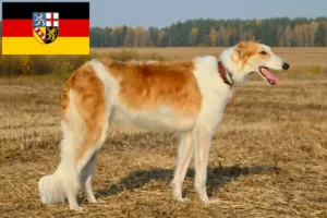 Read more about the article Borzoi tenyésztők és kölykök Saar-vidéken