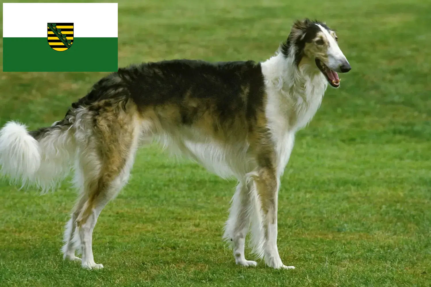 Read more about the article Borzoi tenyésztők és kölykök Szászországban