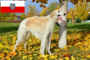 Read more about the article Borzoi tenyésztők és kölykök Türingiában