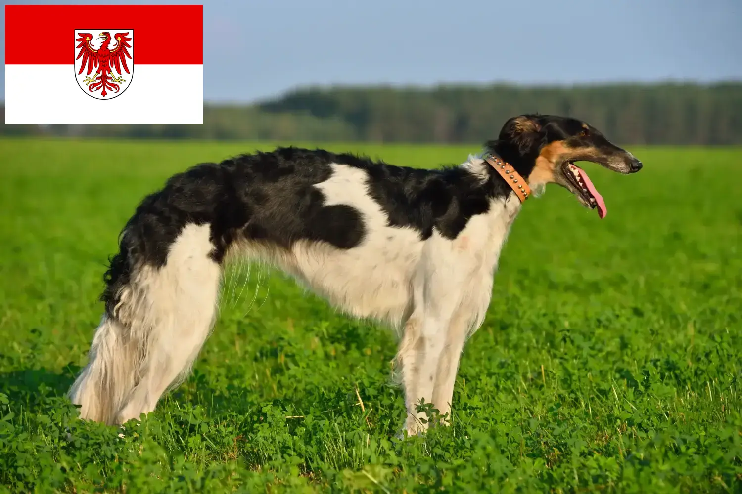 Read more about the article Borzoi tenyésztők és kölykök Brandenburgban