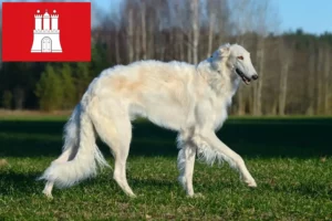 Read more about the article Borzoi tenyésztők és kölykök Hamburgban